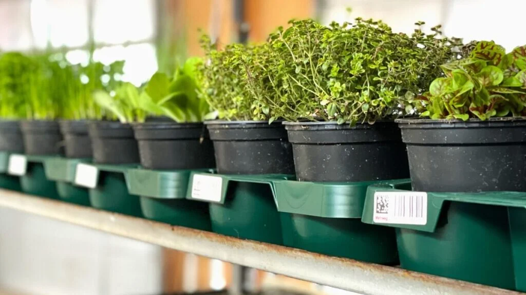 Euro Plant Tray Inyova Visual